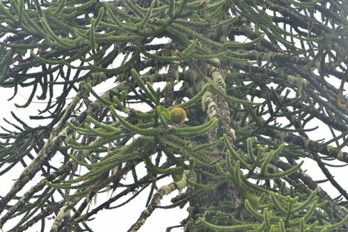 Araucaria araucana (Monkey Puzzle Tree) (alternate view 2)