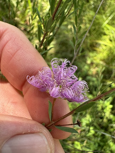 Melaleuca thymifolia (thyme honey-myrtle) (alternate view 5)