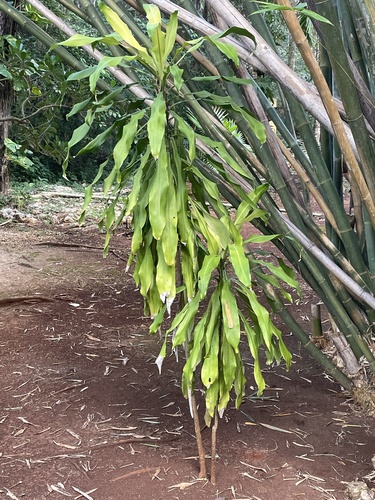 Dracaena fragrans (Corn Plant) (alternate view 8)
