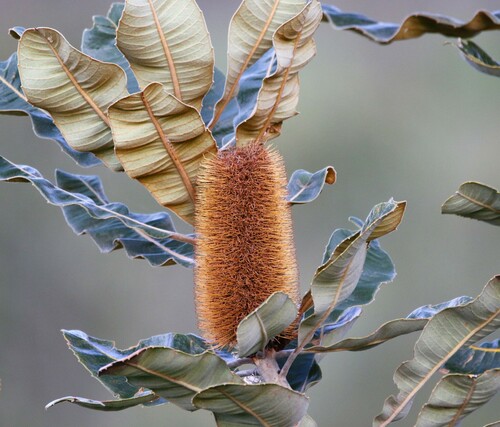Banksia robur (Swamp Banksia)
