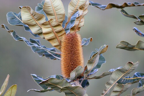 Banksia robur (Swamp Banksia) (alternate view 2)