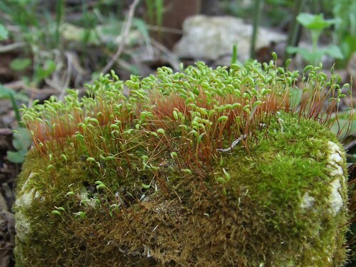 Amblystegium serpens (creeping feather-moss)