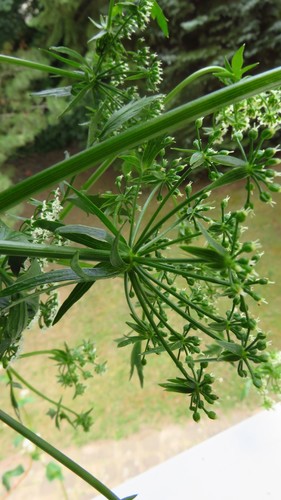 Berula erecta (cutleaf water parsnip)