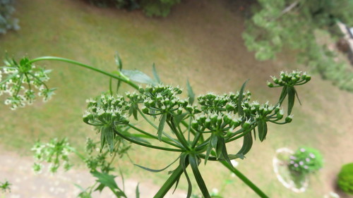 Berula erecta (cutleaf water parsnip)