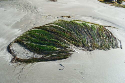 Phyllospadix (surfgrasses) (alternate view 5)