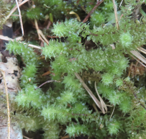 Ptychomnion aciculare (pipe-cleaner moss) (alternate view 9)