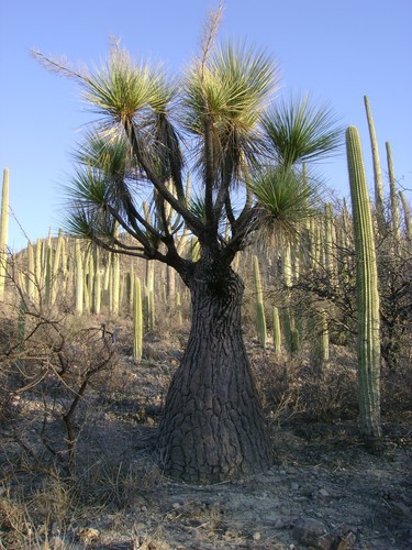 Beaucarnea (alternate view 11)