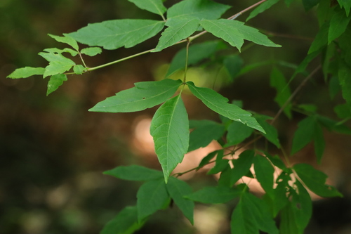 Acer triflorum (Three-flower Maple) (alternate view 3)