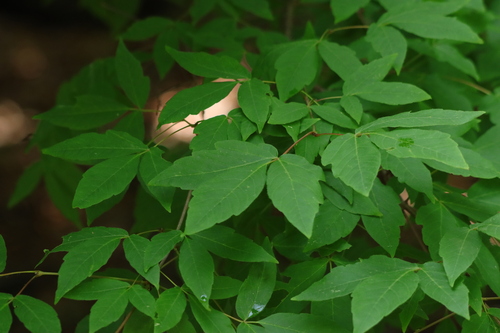 Acer triflorum (Three-flower Maple) (alternate view 4)