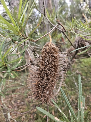 Banksia cunninghamii (alternate view 6)