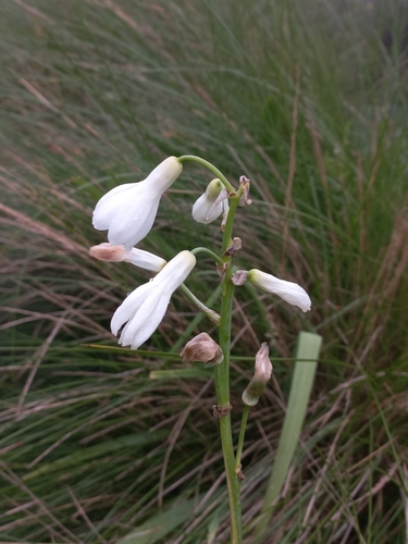 Ornithogalum candicans (Summer hyacinth) (alternate view 2)