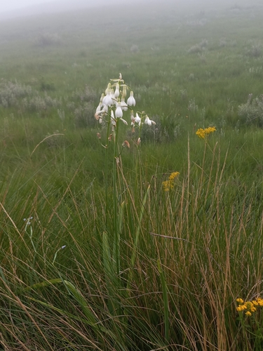 Ornithogalum candicans (Summer hyacinth) (alternate view 3)