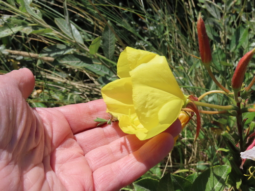 Oenothera glazioviana (Large-flowered Evening-primrose)