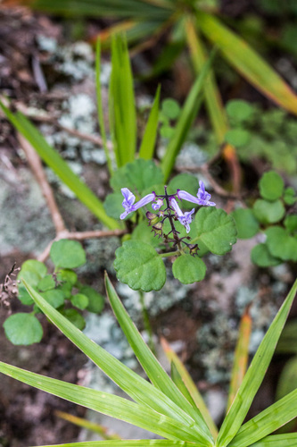 Plectranthus (spurflowers) (alternate view 5)