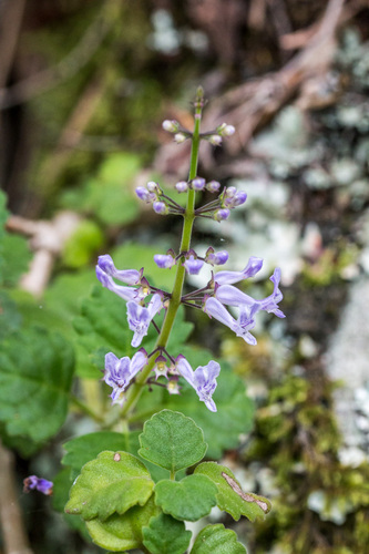 Plectranthus (spurflowers) (alternate view 6)