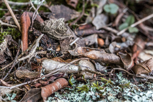 Plectranthus (spurflowers) (alternate view 7)