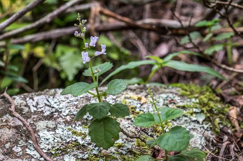 Plectranthus (spurflowers) (alternate view 8)