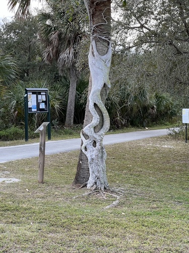 Ficus aurea (Florida Strangler Fig) (alternate view 2)