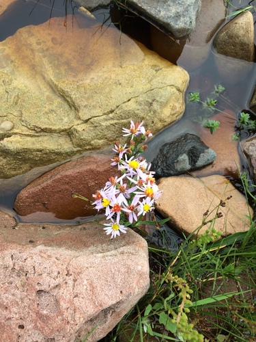 Tripolium pannonicum (Sea Aster)
