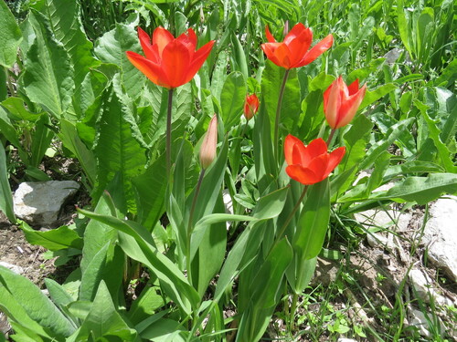 Tulipa praestans (excellent tulip)