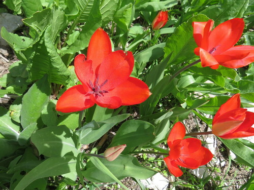 Tulipa praestans (excellent tulip) (alternate view 2)