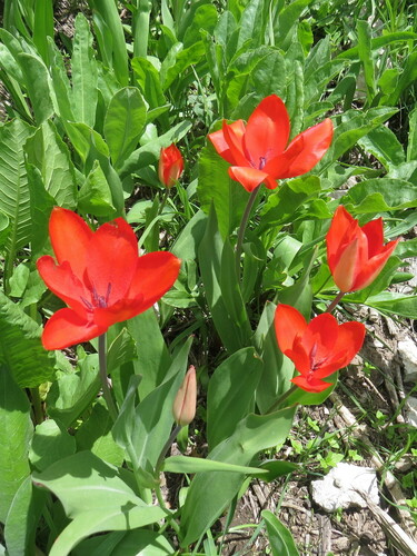 Tulipa praestans (excellent tulip) (alternate view 3)