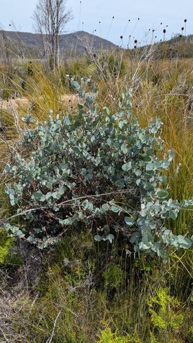 Eucalyptus gunnii (Silver Drop Eucalyptus) (alternate view 5)