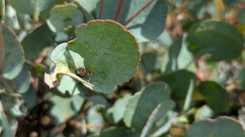 Eucalyptus gunnii (Silver Drop Eucalyptus) (alternate view 6)
