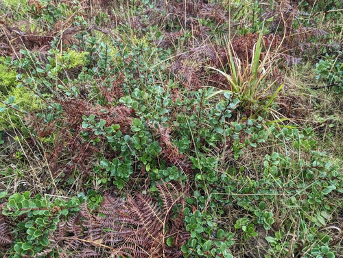 Ceanothus gloriosus (Point Reyes ceanothus) (alternate view 2)