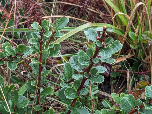 Ceanothus gloriosus (Point Reyes ceanothus) (alternate view 3)