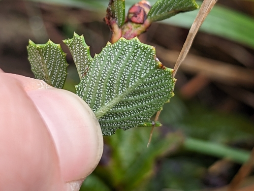 Ceanothus gloriosus (Point Reyes ceanothus) (alternate view 4)