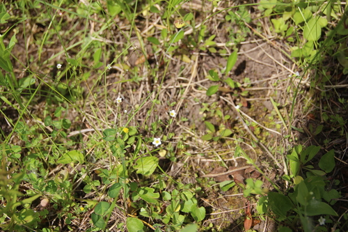 Linum catharticum (Fairy Flax)