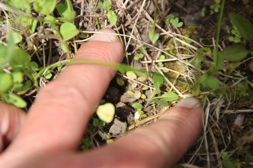 Linum catharticum (Fairy Flax)