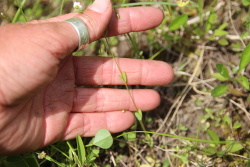 Linum catharticum (Fairy Flax)