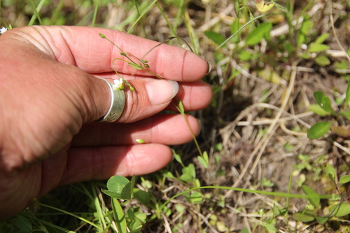 Linum catharticum (Fairy Flax)