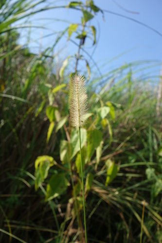 Setaria (foxtails and bristlegrasses)