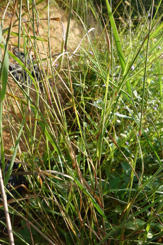 Setaria (foxtails and bristlegrasses) (alternate view 2)