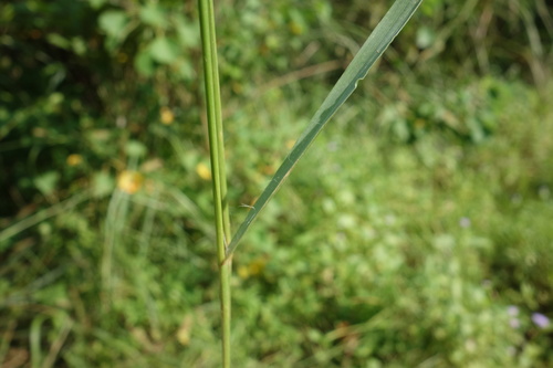 Setaria (foxtails and bristlegrasses) (alternate view 3)