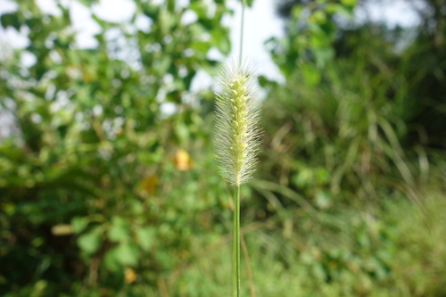 Setaria (foxtails and bristlegrasses) (alternate view 4)