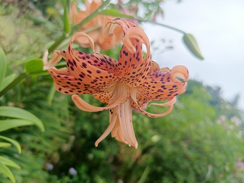 Lilium lancifolium (tiger lily) (alternate view 12)
