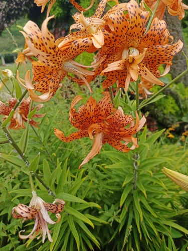 Lilium lancifolium (tiger lily) (alternate view 11)