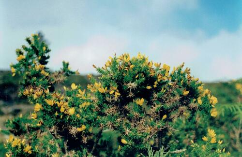 Ulex minor (Dwarf Gorse) (alternate view 2)