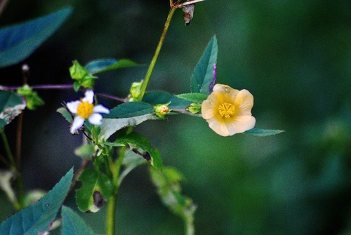 Sida ulmifolia (Common Fanpetals) (alternate view 9)