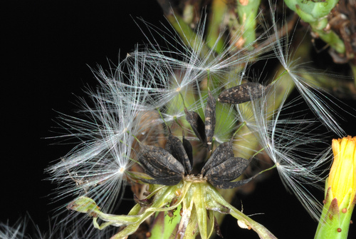 Lactuca canadensis (Canada wild lettuce)