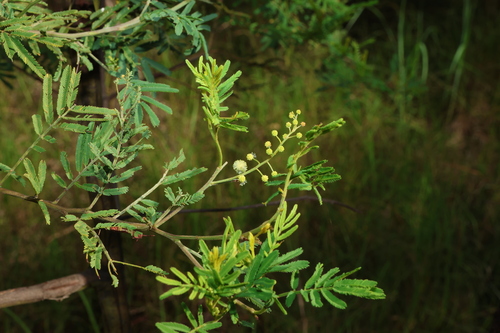 Acacia irrorata (green wattle)