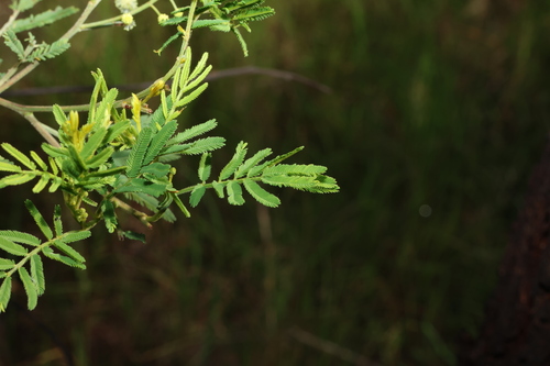 Acacia irrorata (green wattle) (alternate view 2)