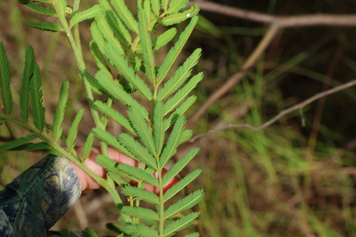 Acacia irrorata (green wattle) (alternate view 4)