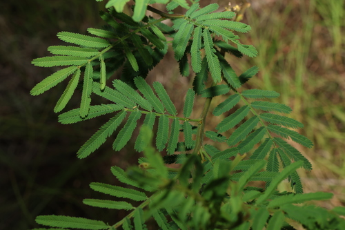 Acacia irrorata (green wattle) (alternate view 3)