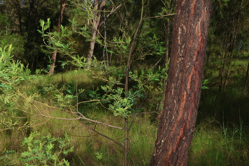 Acacia irrorata (green wattle) (alternate view 5)