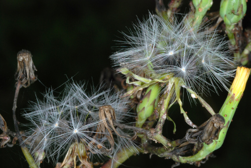 Lactuca canadensis (Canada wild lettuce) (alternate view 2)